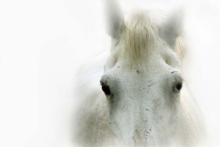 Blanco by Lu Anne Tyrrell art print