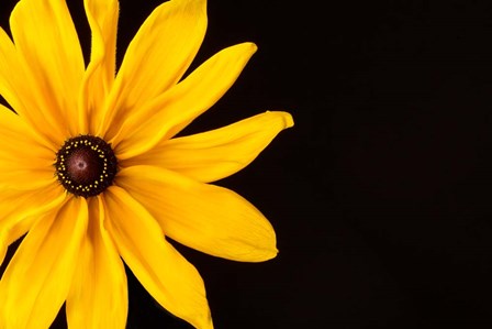 Black Eyed Susan I by Susan Michal art print