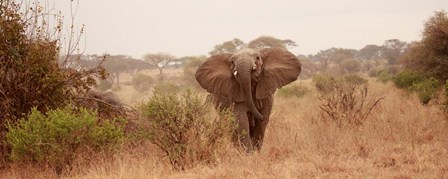 Elephant in the Savannah by Susan Michal art print