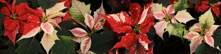 Close-up of Poinsettia Flowers by Panoramic Images art print