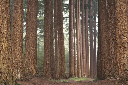 Bars by Martin Podt art print