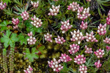 Helichrysum Meyeri-Johannis Bale Mountains National Park Ethiopia by Roger de la Harpe / Danita Delimont art print