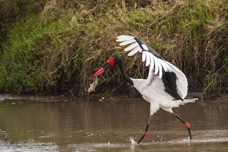 Saddle-Billed Stork, with Fish, Kenya by George Theodore / Danita Delimont art print