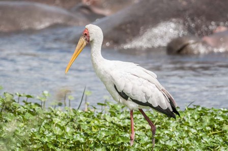 Woolly-Necked Stork by Lee Klopfer / Danita Delimont art print