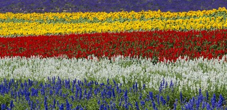 Colorful Flowers, Furano, Hokkaido, Japan by Keren Su / Danita Delimont art print