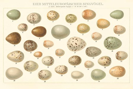 Song Bird Egg Chart v2 by Wild Apple Portfolio art print