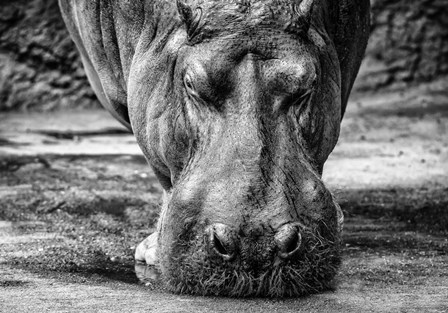 The Hippo - Black &amp; White by Duncan art print