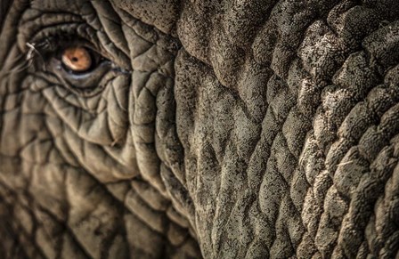 Elephant Close Up by Duncan art print