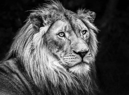 The Lion V - Black &amp; White by Duncan art print