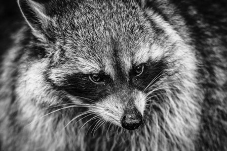 The Raccoon - Black &amp; White by Duncan art print