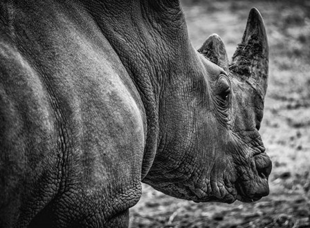 Rhino - Black &amp; White by Duncan art print