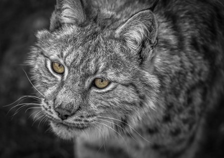 Lynx Eyes by Duncan art print