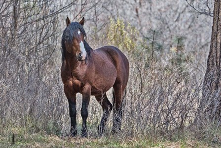 Ochoco Wild Stallion - Big Summit by Larry McFerrin art print