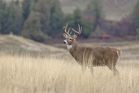 Montana Whitetail Buck III by Larry McFerrin art print