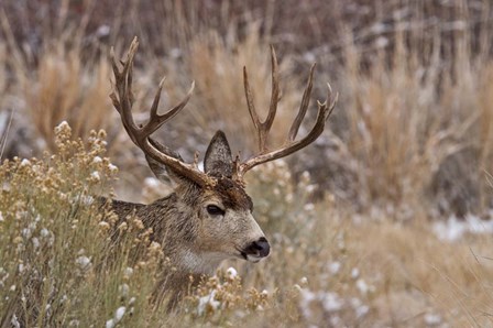 Mule Deer Buck by Larry McFerrin art print