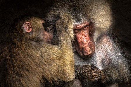 Baboon II by Duncan art print