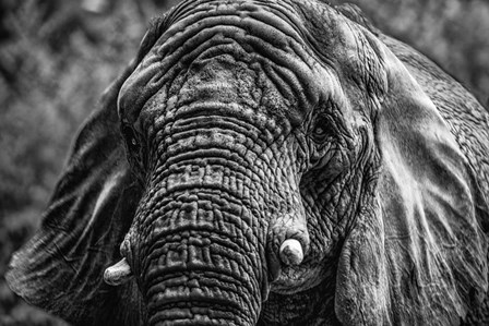 Elephant Front Black &amp; White by Duncan art print