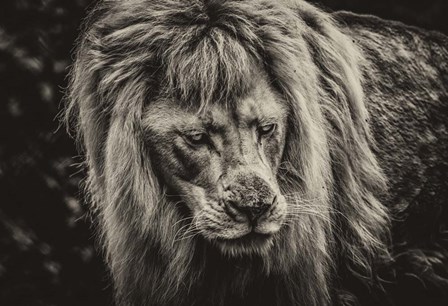 The White Albino Lion III Sepia by Duncan art print