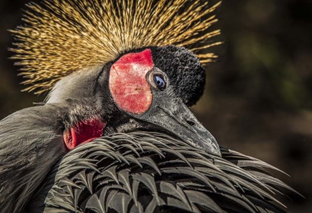 Crowned Crane II by Duncan art print