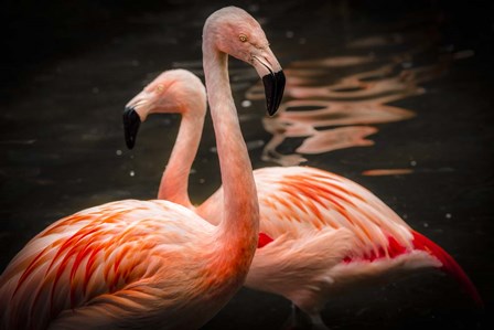 Flamingos by Duncan art print