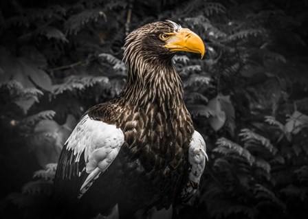 Steller Eagle IV Black by Duncan art print