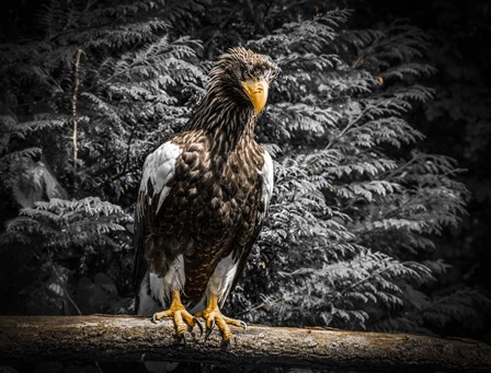 Steller Eagle V by Duncan art print