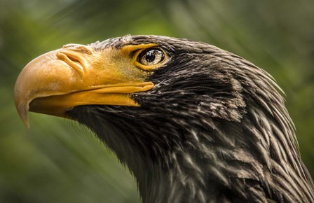 Steller Sea Eagle by Duncan art print