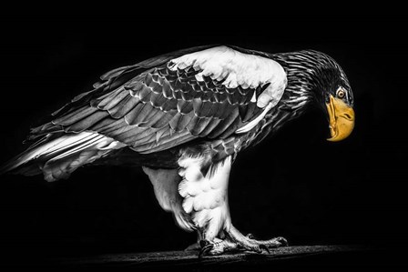 Steller Sea Eagle II Black &amp; White by Duncan art print