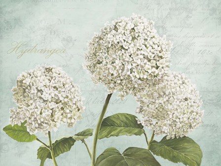 Hydrangeas I (Aqua) by Remy Dellal art print