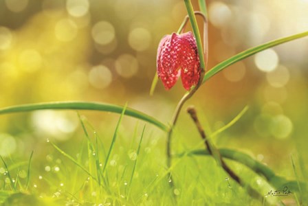 Fritillaria by Martin Podt art print