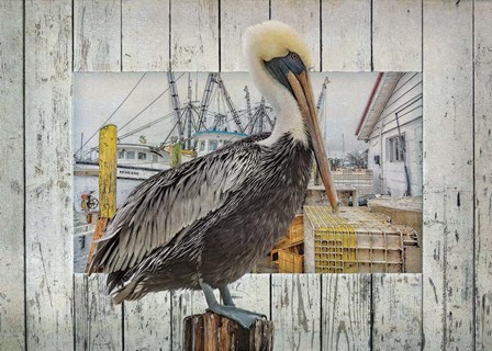 Pelican Pride by Steve Hunziker art print