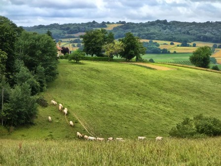 Pastoral Countryside V by Colby Chester art print