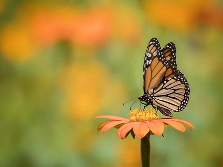 Butterfly Portrait IX by PHBurchett art print