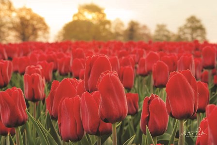 Tulips from Twente by Martin Podt art print