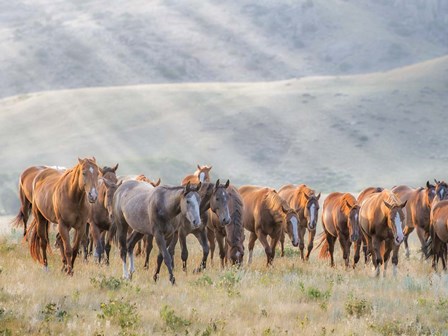 Sunkissed Horses III by PHBurchett art print