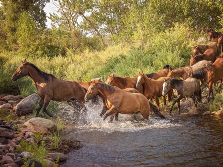 River Horses II by PHBurchett art print