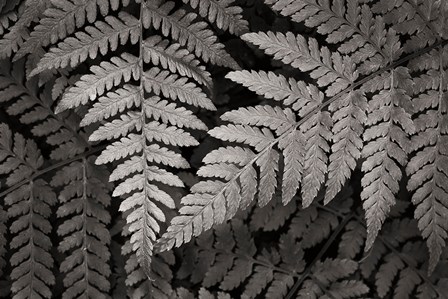 Lady Fern II by Alan Majchrowicz art print