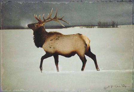 Silver Mist Elk by Chris Vest art print