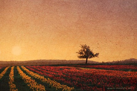 Lone Tree Tulips by Chris Vest art print