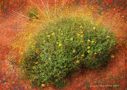 Yellow Flowers Orange Sand by Chris Vest art print