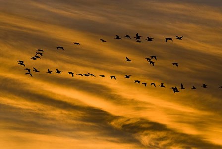 Early Morning Bosque Del Apache New Mexico by Tom Brossart art print