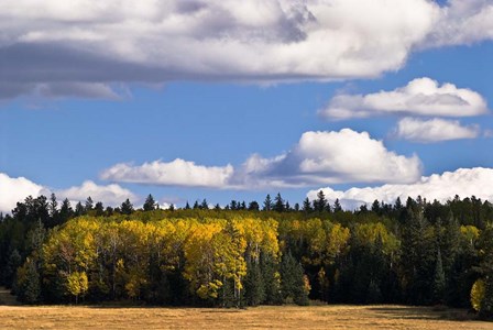 Escudilla Mountain Meadow Fall 2 by Tom Brossart art print