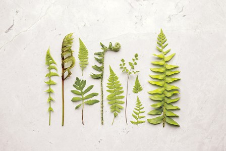 Flat Lay Ferns I by Felicity Bradley art print