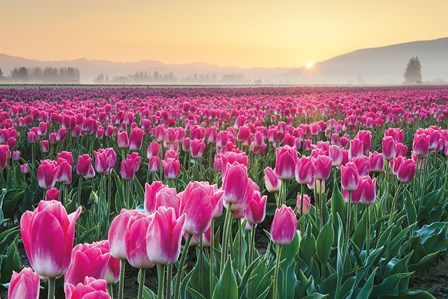 Skagit Valley Tulips I by Alan Majchrowicz art print