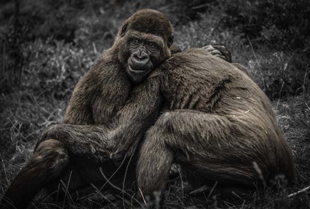 Gorillas 2 by Duncan art print