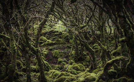 Mossy Forest 2 by Duncan art print