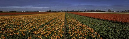 Tulip Field by Duncan art print