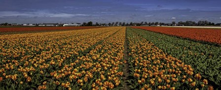 Tulip Field Crop by Duncan art print