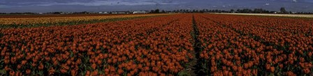 Tulip Field 2 by Duncan art print