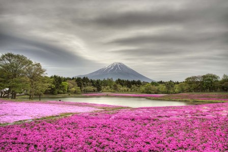 Mount Fuji Pink Moss by Nick Jackson art print